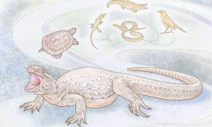 Eunotosaurus illusztráció